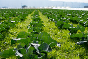 農家の野菜